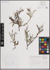 Foto von Salix eleagnos Scop.